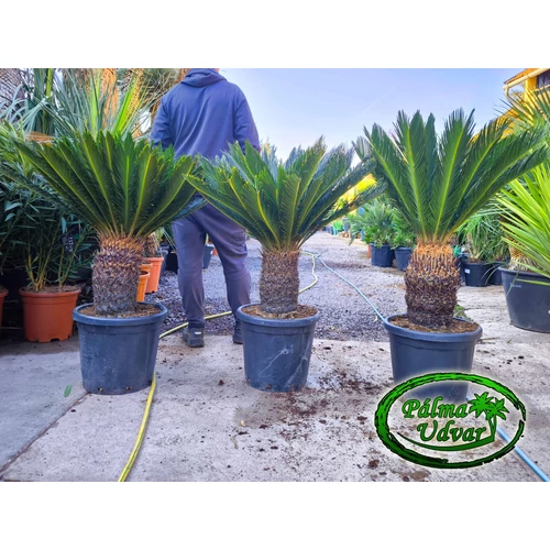 Cycas Revoluta 30-40cm törzsmagasság 