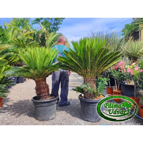 Cycas Revoluta 30-40cm törzsmagasság 