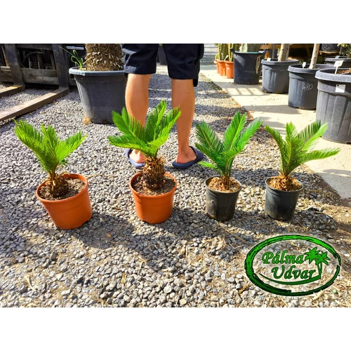 Cycas Revoluta 40-50cm teljes magasság