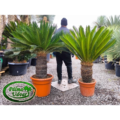 Cycas Revoluta 40-50cm törzsmagasság 