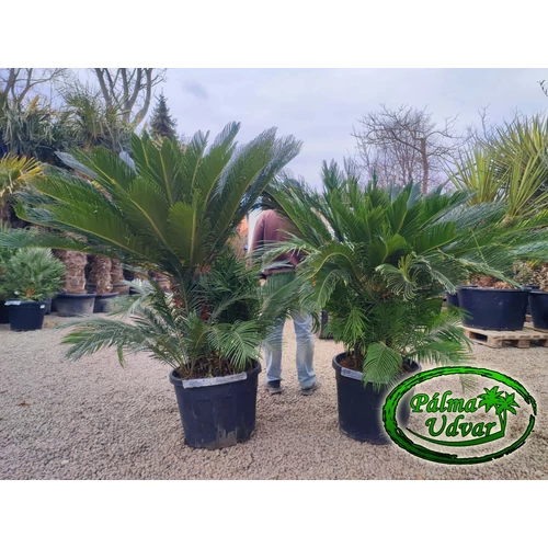 Cycas Revoluta 50-60cm törzsmagasság