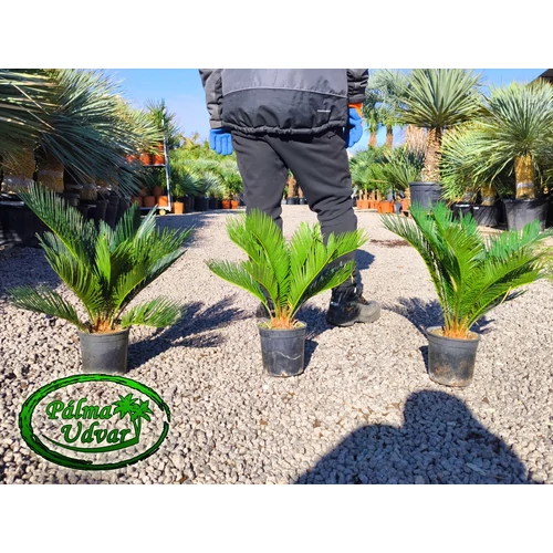 Cycas Revoluta 40-60cm teljes magasság