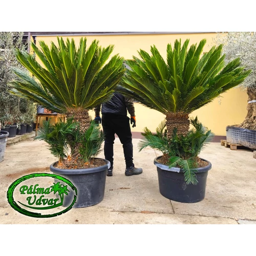 Cycas Revoluta 65-70cm törzsmagasság EXTRA