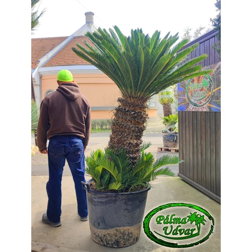 Cycas Revoluta 90-100cm törzsmagasság