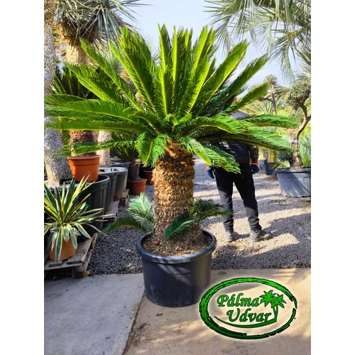 Cycas Revoluta 90cm törzsmagasság EXTRA