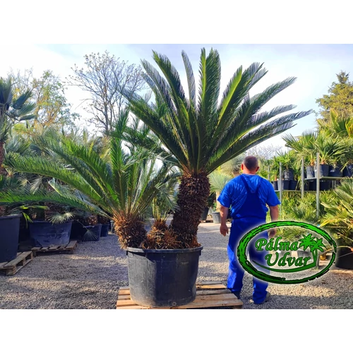 Cycas Revoluta Csoport
