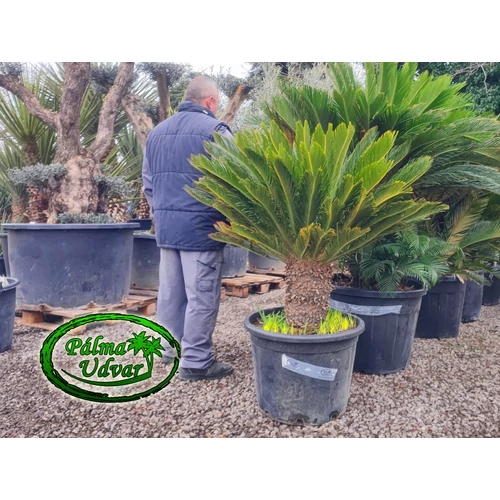 Cycas Revoluta EXTRA