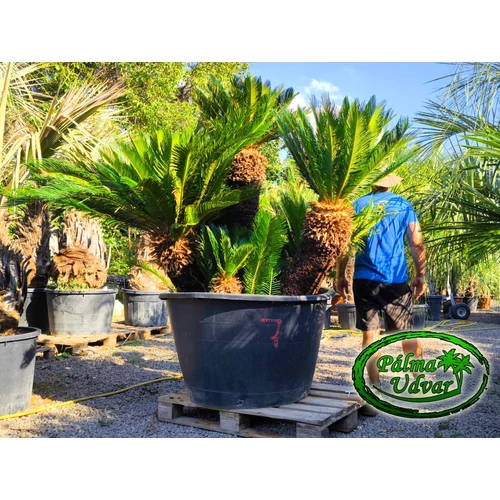Cycas Revoluta ÓRIÁS var. 1