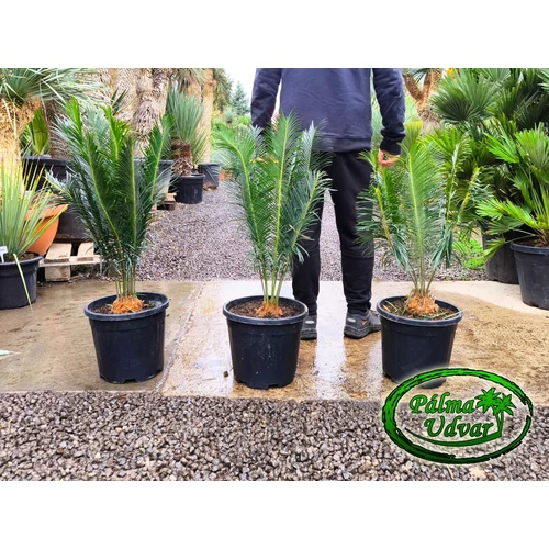 Cycas Panzhihuaensis 90-100cm teljes magasság