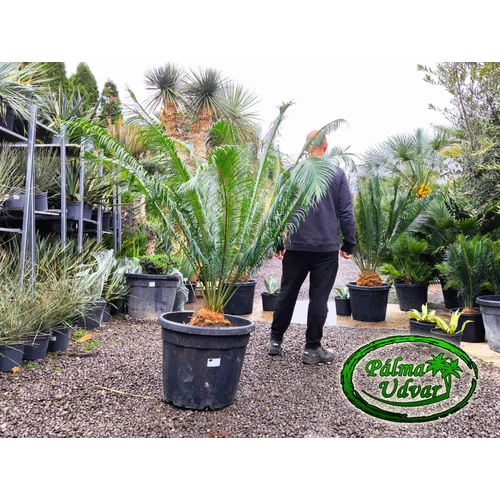Cycas Panzhihuaensis 20cm törzsmagasság