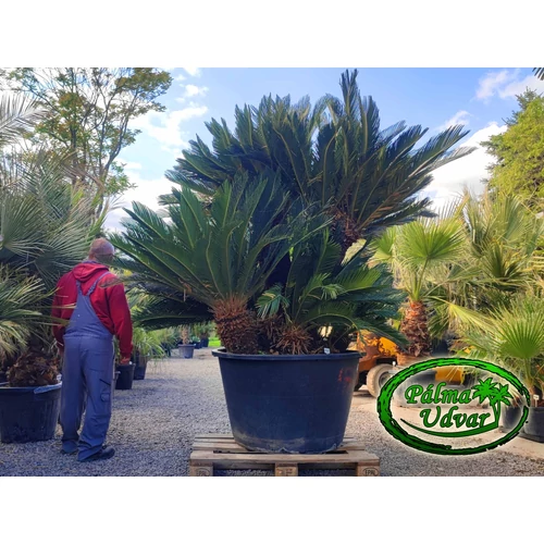 Cycas Revoluta ÓRIÁS var. 2