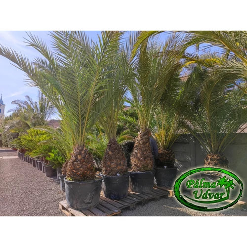 Phoenix Dactylifera Datolyapálma 90cm törzs
