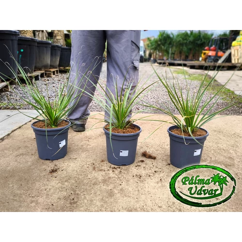 Dasylirion Serratifolium 3,5L- Üstökliliom