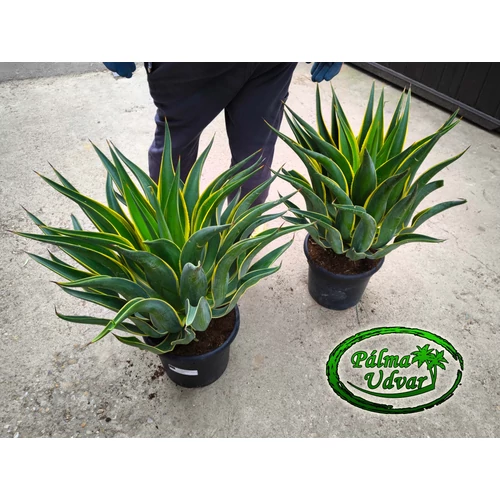 Agave Desmetiana Variegata Extra 50cm Ø