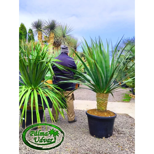 Dracaena draco - Kanári sárkányfa 140-150cm