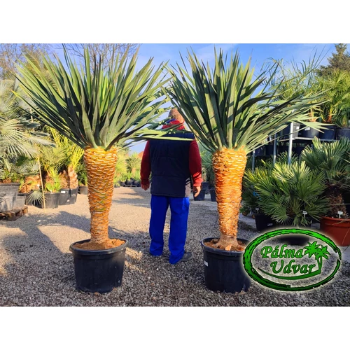 Dracaena draco - Kanári sárkányfa 180-190cm