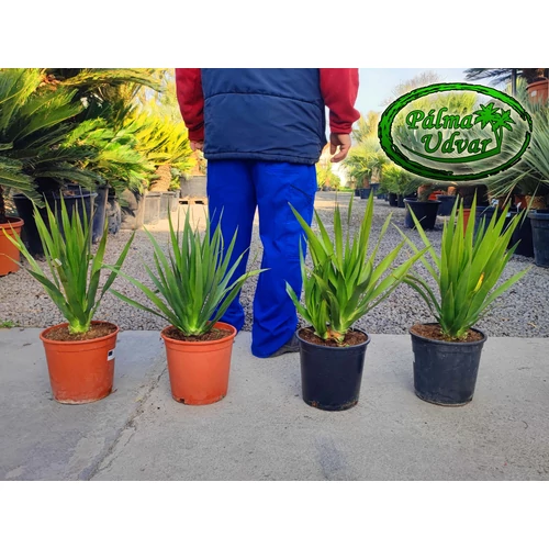 Dracaena draco - Kanári sárkányfa 55-60cm