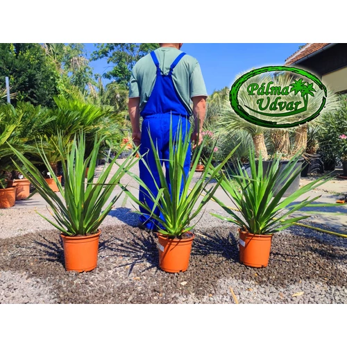 Dracaena draco - Kanári sárkányfa 70-80cm teljes magasság