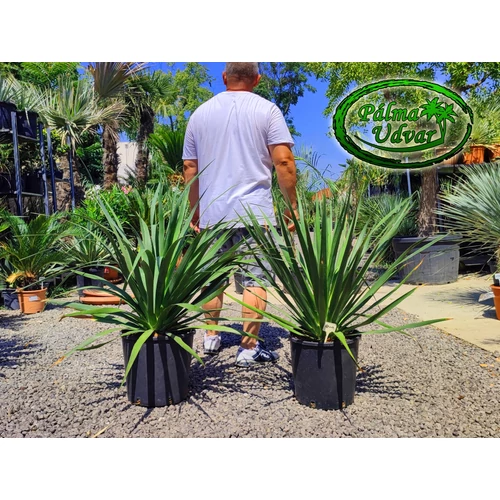 Dracaena draco - Kanári sárkányfa 90-100cm