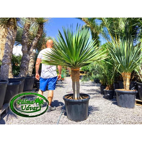 Dracaena draco - Kanári sárkányfa ÓRIÁS