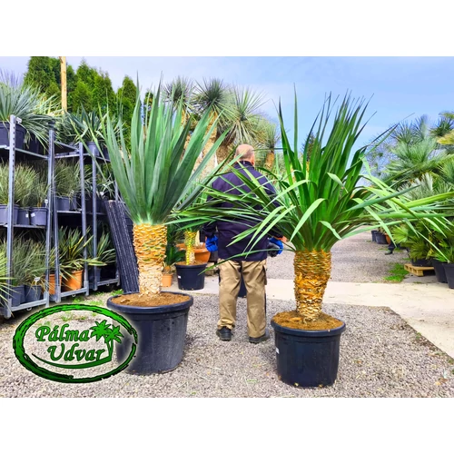 Dracaena draco - Kanári sárkányfa 165-180cm