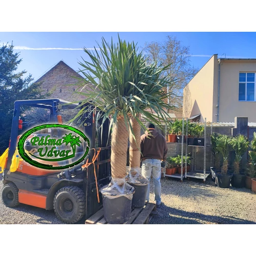 Dracaena draco - Kanári sárkányfa ÓRIÁS