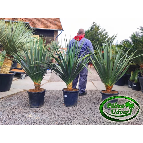 Dracaena draco - Kanári sárkányfa 15L