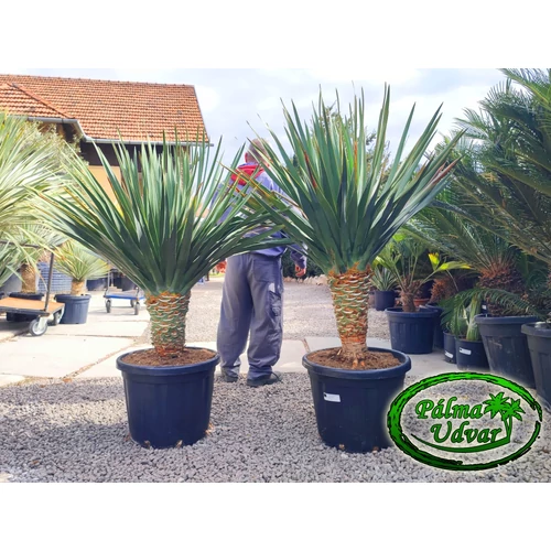 Dracaena draco - Kanári sárkányfa 45L