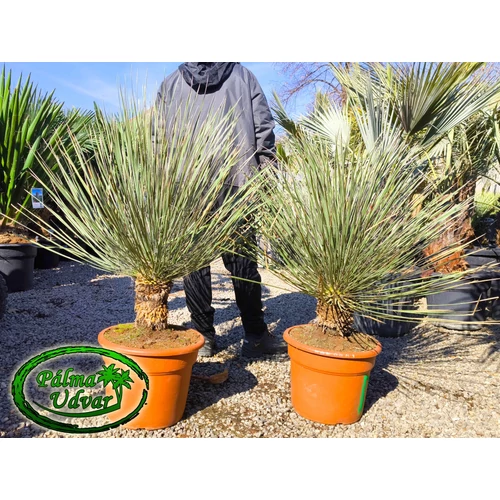 Yucca Elata - Szappan yukka 20-30cm törzsmagasság