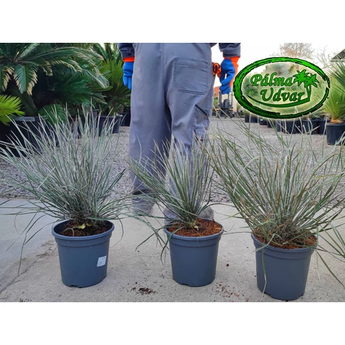 Yucca Elata - Szappan yukka 3,5L