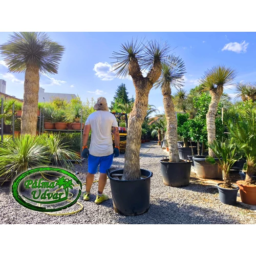 Yucca Elata - Szappan yukka Promo