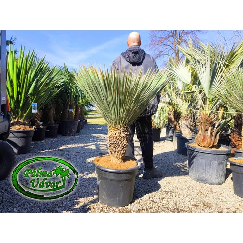 Yucca Elata - Szappan yukka 40-50cm törzsmagasság