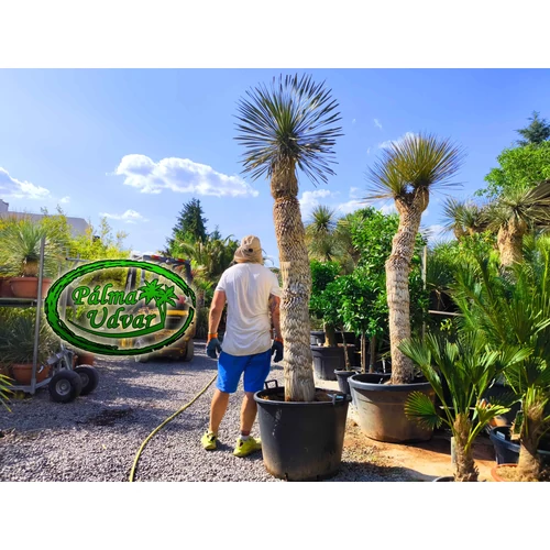 Yucca Elata - Szappan yukka Promo var. 1.