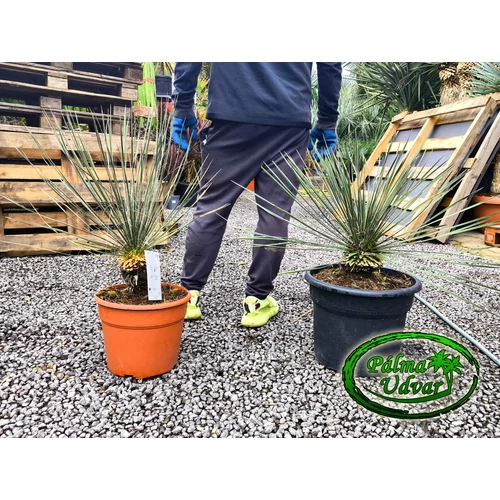 Yucca Elata - Szappan yukka 60-80cm teljes magasság