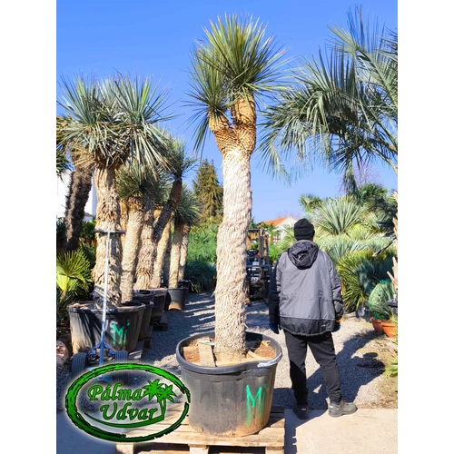 Yucca Elata - Szappan yukka törzs 220cm DUPLA