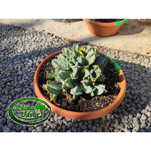 Euphorbia Resinifera 30cm Ø kaktusz