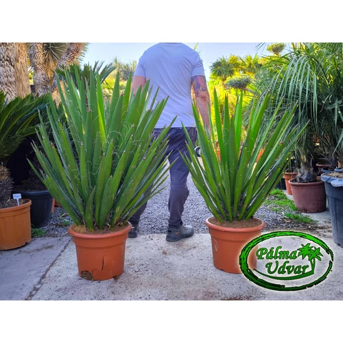 Yucca Faxoniana - Faxon jukka 100-120cm teljes magasság