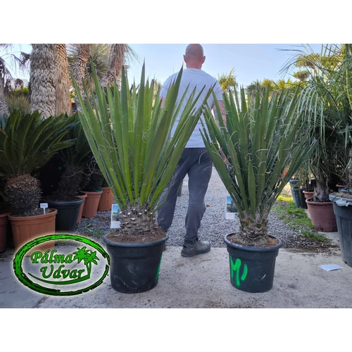 Yucca Faxoniana - Faxon jukka 120 -140cm teljes magasság