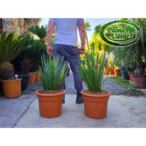 Yucca Faxoniana - Faxon jukka 70-80cm teljes magasság