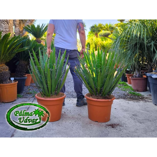 Yucca Faxoniana - Faxon jukka 80-100cm teljes magasság