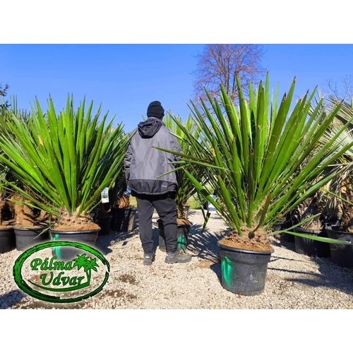 Yucca Faxoniana - Faxon jukka 160-180cm teljes magasság