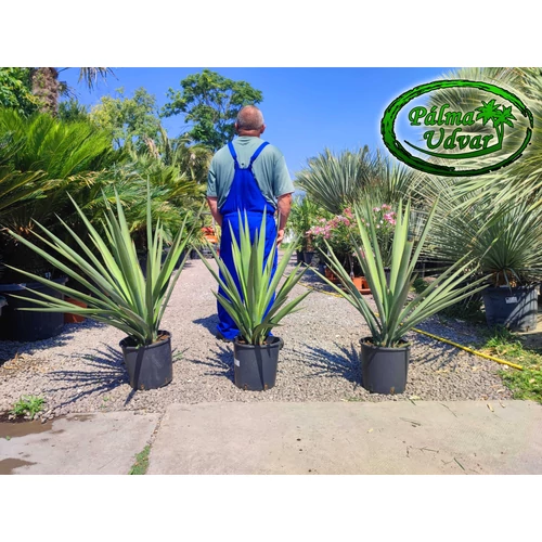Yucca Faxoniana - Faxon jukka 10L