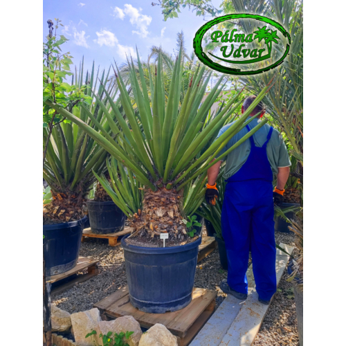 Yucca Faxoniana - Faxon jukka
