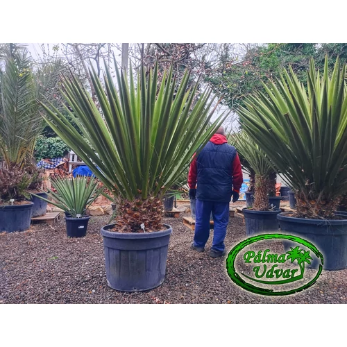 Yucca Faxoniana - Faxon jukka var. 4.