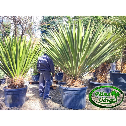 Yucca Faxoniana - Faxon jukka var. 5