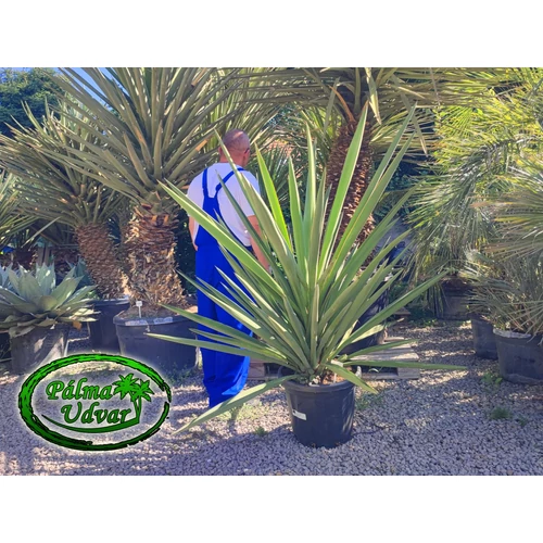 Yucca Faxoniana - Faxon jukka