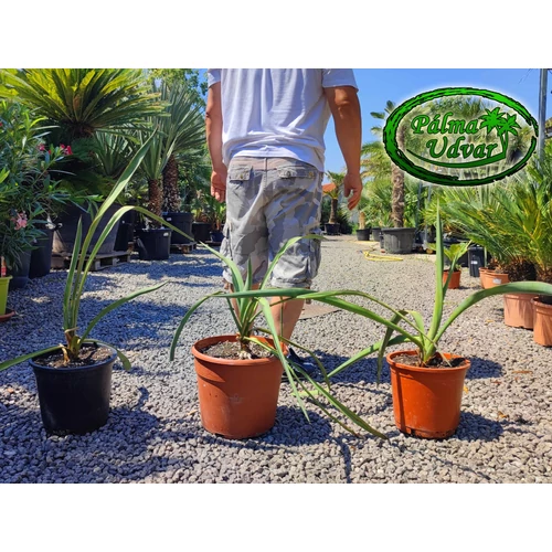 Yucca Faxoniana x  Madrensis 5L