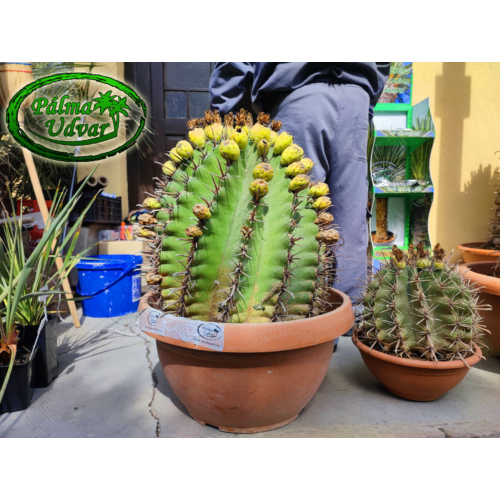 Ferocactus Horridus kaktusz var. 3