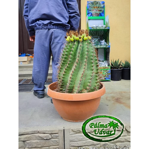 Ferocactus Horridus kaktusz