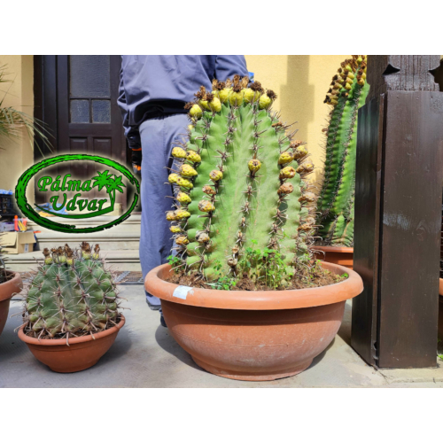 Ferocactus Horridus kaktusz var. 4